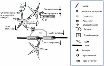 Frontiers | Molecular Neuropathology of Astrocytes and 